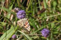 Vanessa cardui
