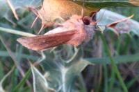 Mythimna albipuncta