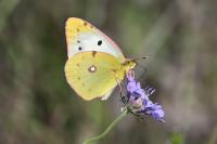 Colias