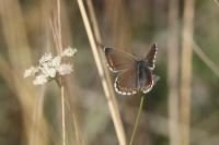 Lysandra bellargus