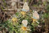 Lysandra bellargus