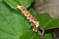 Thyatira batis