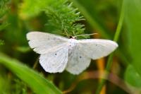 Scopula immutata