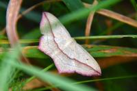 Timandra comae