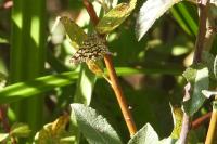 Chiasmia clathrata