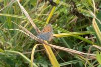 Lycaena dispar