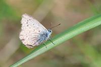 Polyommatus icarus