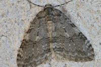 Epirrita