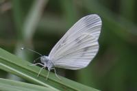 Leptidea