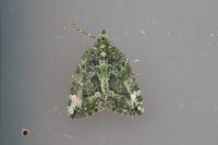 Chloroclysta siterata