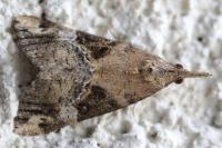 Hypena obsitalis
