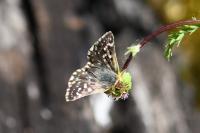 Spialia sertorius