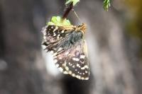 Spialia sertorius