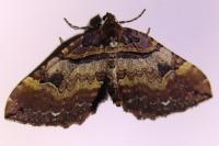 Earophila badiata