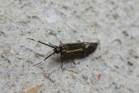 Esperia sulphurella