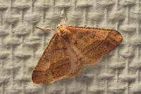 Phigaliohybernia marginaria