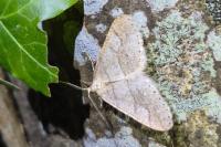 Phigaliohybernia marginaria