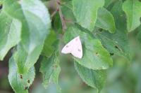 Rivula sericealis