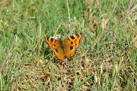 Nymphalis polychloros