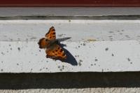 Nymphalis polychloros