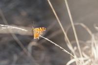Polygonia c-album