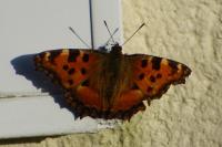 Nymphalis polychloros