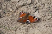 Aglais io
