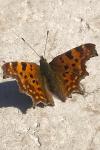 Polygonia c-album