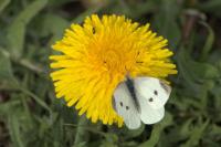 Pieris rapae