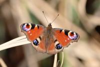 Aglais io