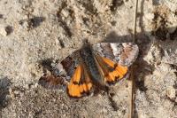 Archiearis parthenias