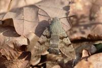 Macroglossum stellatarum