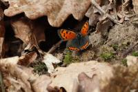 Lycaena phlaeas