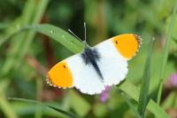 Anthocharis cardamines