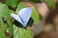 Celastrina argiolus