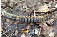 Thaumetopoea pityocampa