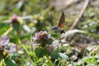 Macroglossum stellatarum