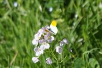 Anthocharis cardamines
