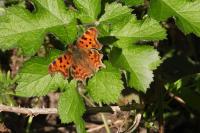 Polygonia c-album