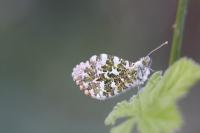 Anthocharis cardamines