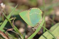 Callophrys rubi