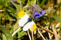 Anthocharis cardamines
