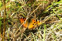 Nymphalis polychloros