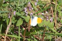 Anthocharis cardamines