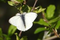 Pieris napi