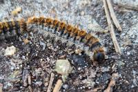 Thaumetopoea pityocampa