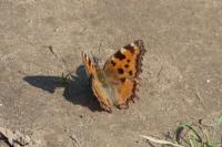 Nymphalis polychloros