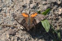 Archiearis parthenias