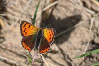 Lycaena phlaeas