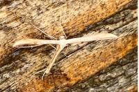 Emmelina monodactyla